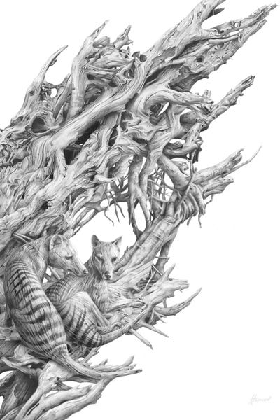 Black & White Florals: Driftwood Thylacine by Fiona Francois