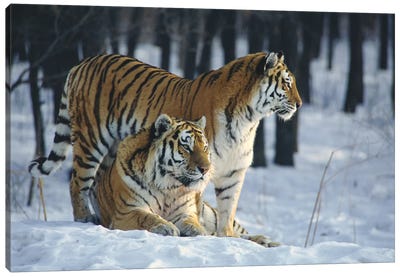 Siberian Tiger Pair In Snow Canvas Art Print - Tiger Art