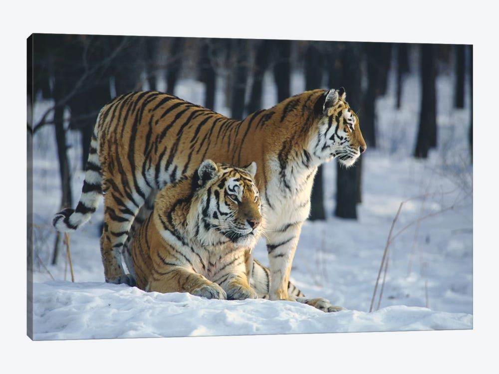 Siberian Tiger Pair In Snow by Toshiji Fukuda 1-piece Canvas Art Print