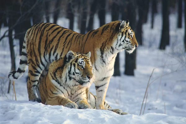 Tigers: Siberian Tiger Pair In Snow by Toshiji Fukuda