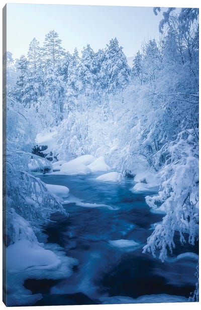 Cold Forest Canvas Art Print - Norway Art