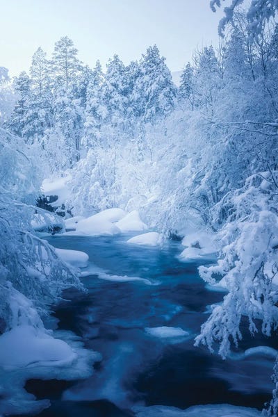Winter Wonderland: Cold Forest by Fredrik Strømme