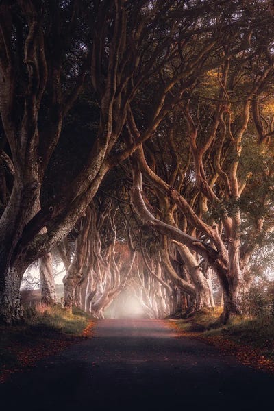 Fredrik Strømme: Autumn At The Dark Hedges by Fredrik Strømme