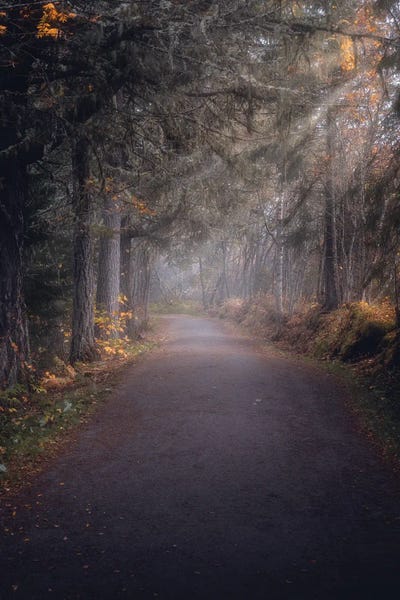 Norway: Misty Pathway by Fredrik Strømme
