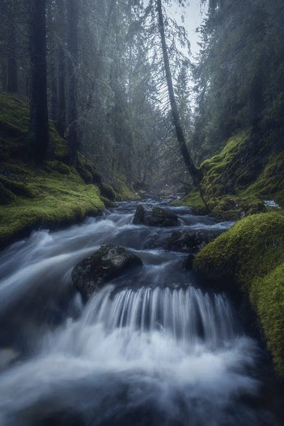 Norway: The Misty Forest by Fredrik Strømme