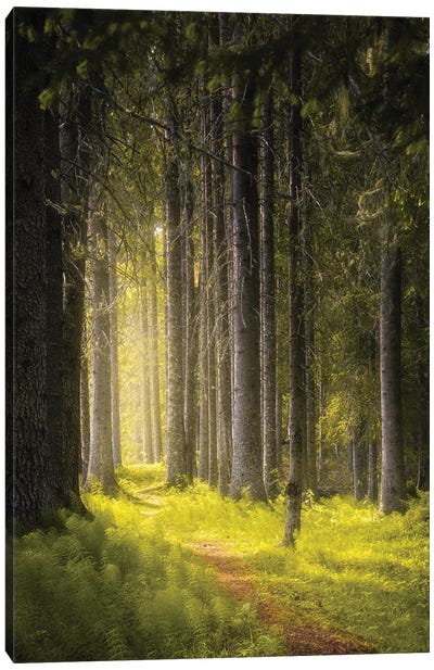 Summer In The Forest Canvas Art Print - Fredrik Strømme