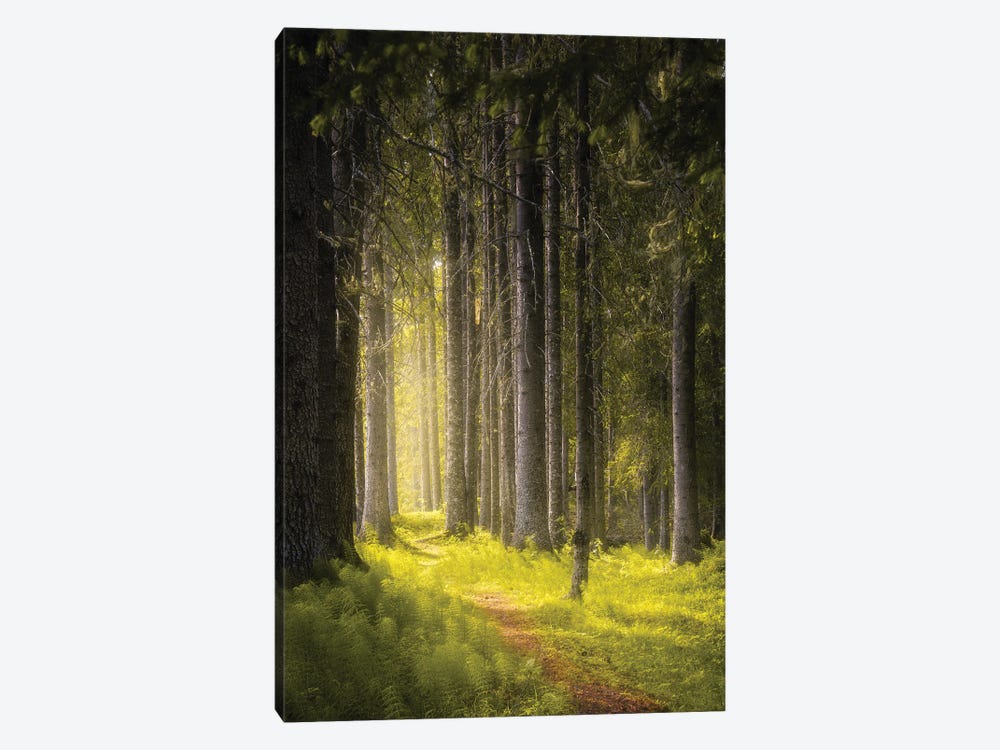 Summer In The Forest by Fredrik Strømme 1-piece Canvas Print