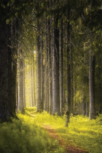 Norway: Summer In The Forest by Fredrik Strømme