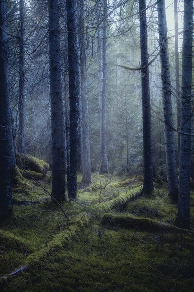 Atmospheric Photography: November Lush by Fredrik Strømme