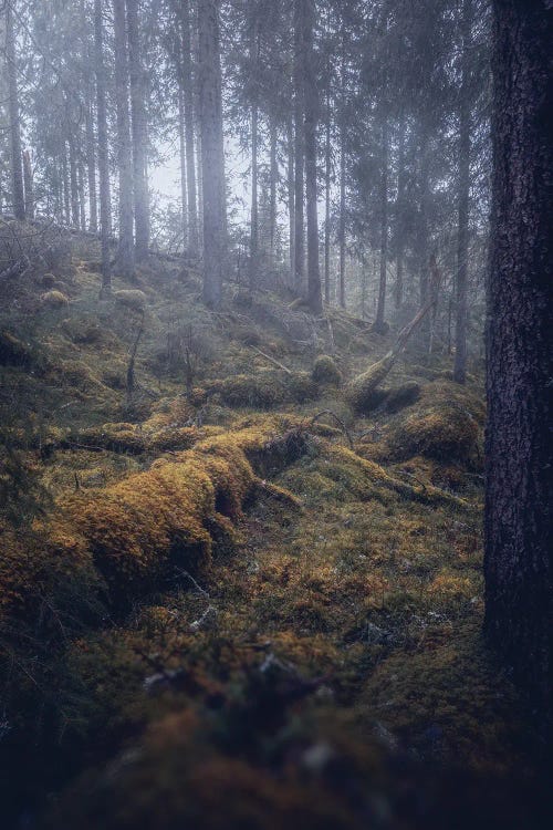 Woodland Chaos by Fredrik Strømme wall art