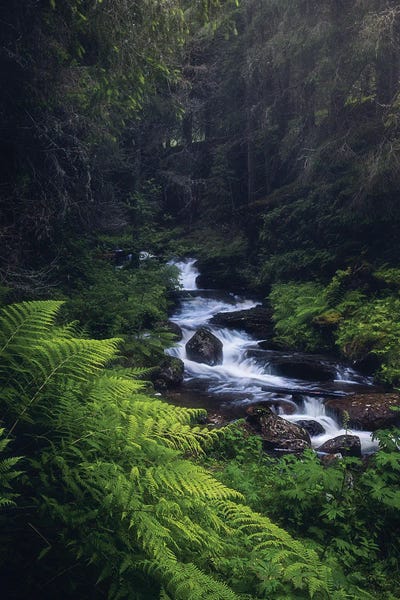 Norway: Overgrown by Fredrik Strømme