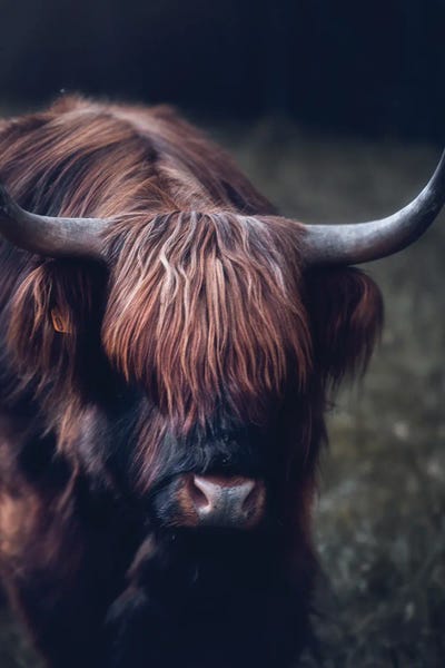 Highland Stare Down by Fredrik Strømme art print
