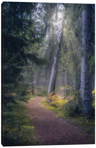 A Light In The Forest Canvas Art Print - Norway Art