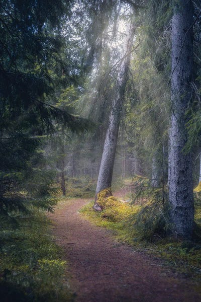 Fredrik Strømme: A Light In The Forest by Fredrik Strømme
