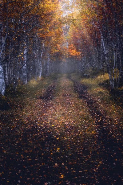 Fredrik Strømme: Autumn Path by Fredrik Strømme