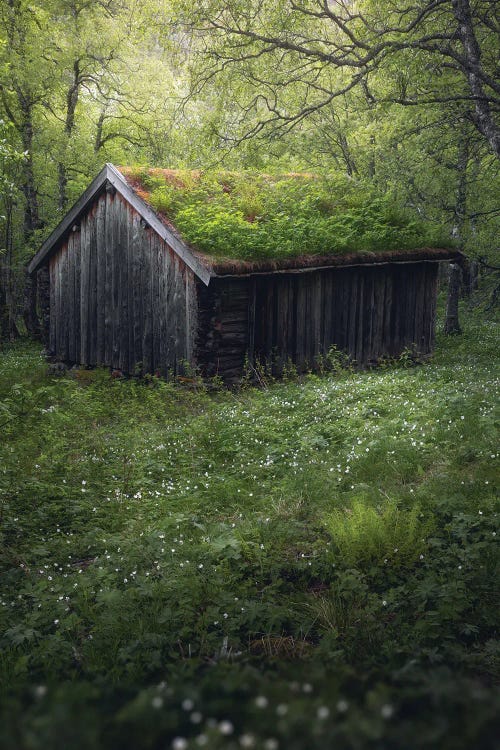 A Cabin In The Woods