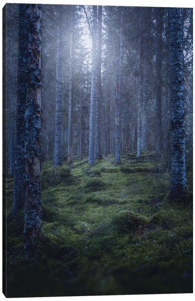 November Greens Canvas Art Print - Fredrik Strømme