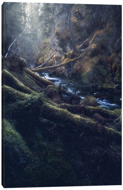 The Norwegian Jungle Canvas Art Print - Fredrik Strømme