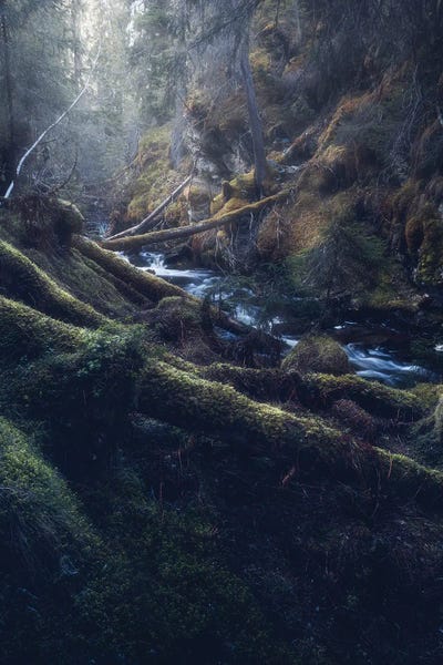 Norway: The Norwegian Jungle by Fredrik Strømme