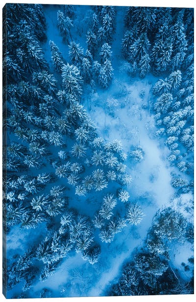 Mystic Forest Canvas Art Print - Fredrik Strømme