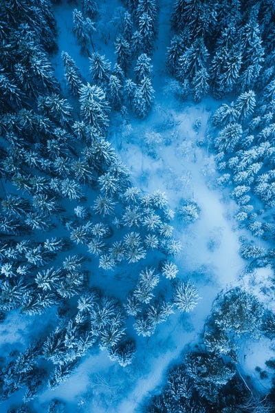 Aerial Photography: Mystic Forest by Fredrik Strømme