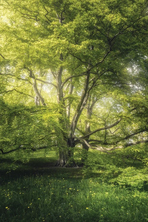 The Sparkling Tree