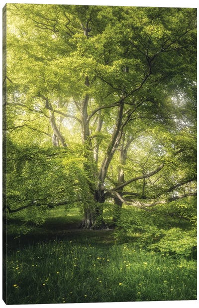 The Sparkling Tree Canvas Art Print - Fredrik Strømme