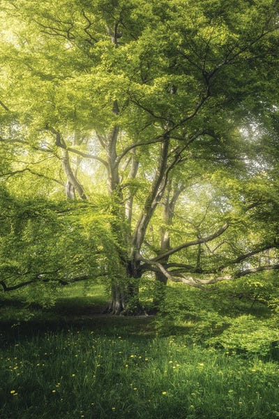 Norway: The Sparkling Tree by Fredrik Strømme