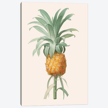 Ananas I Canvas Print #FLB116} by Florent Bodart Canvas Print