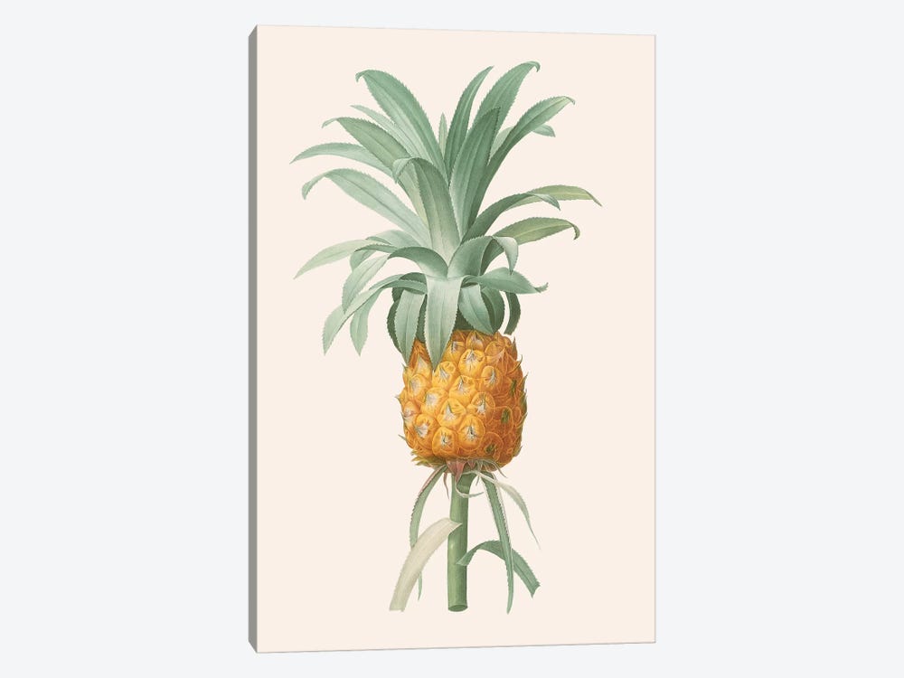 Ananas I by Florent Bodart 1-piece Canvas Art