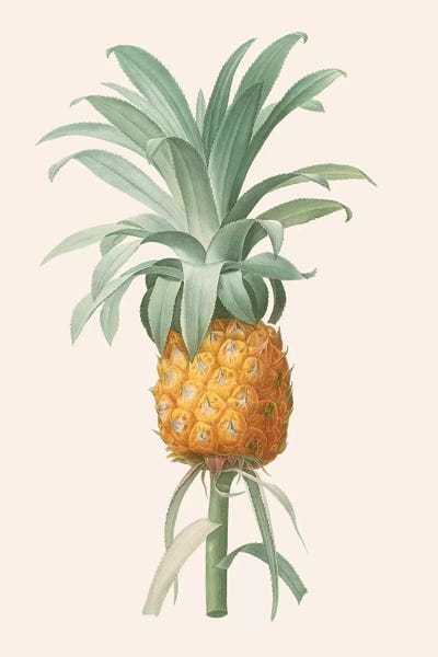 Florent Bodart: Ananas I by Florent Bodart