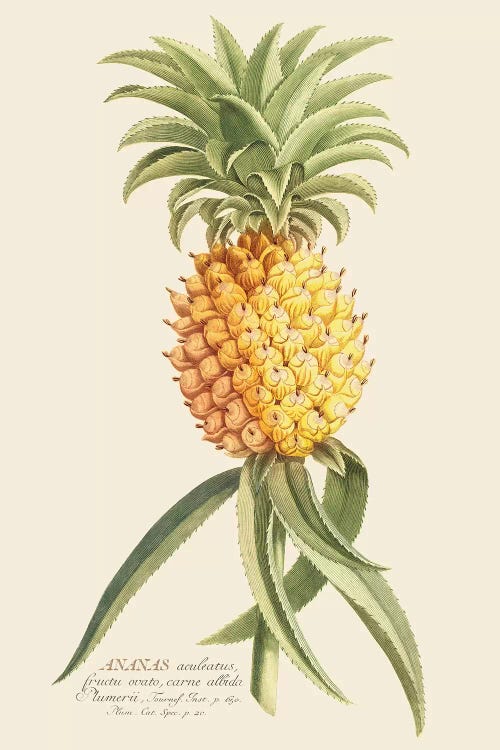 Ananas II by Florent Bodart wall art