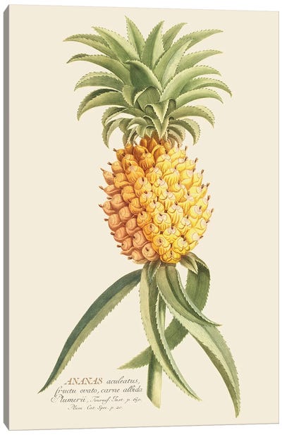 Ananas II Canvas Art Print - Pineapple Art