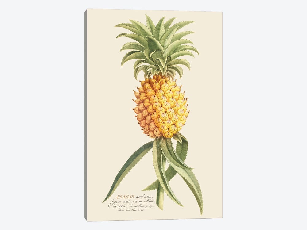 Ananas II by Florent Bodart 1-piece Art Print