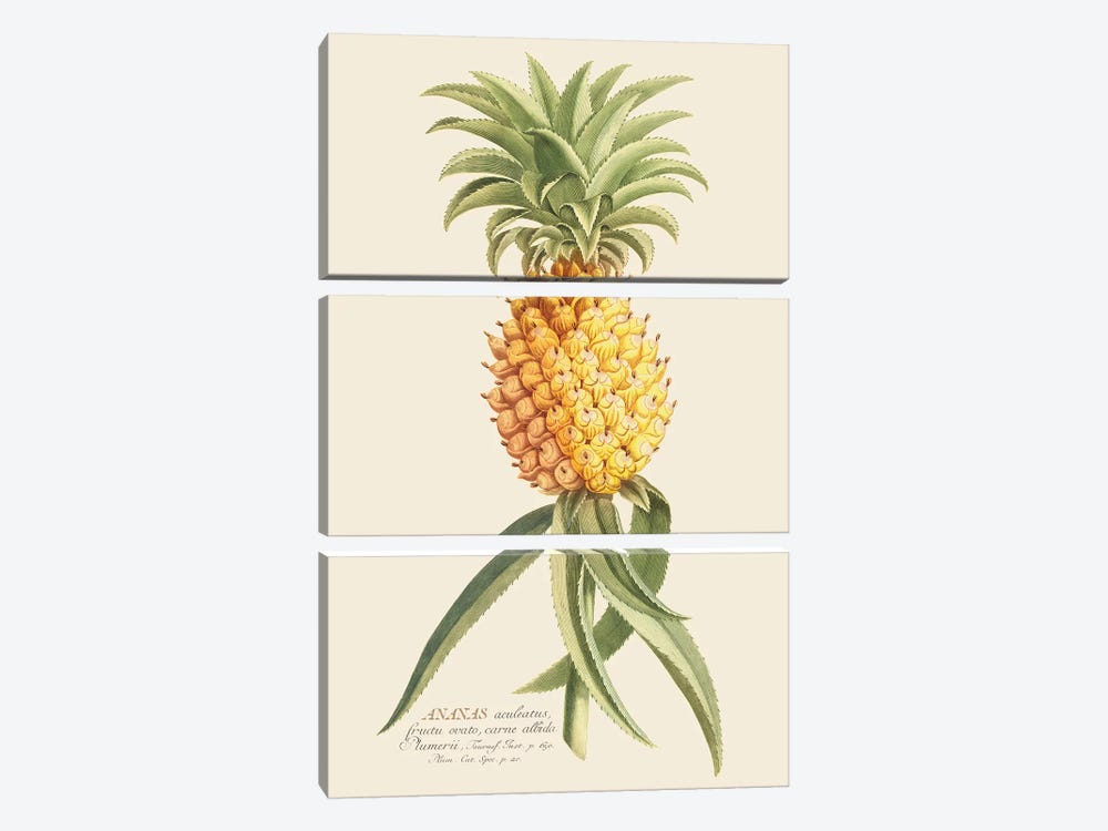 Ananas II by Florent Bodart 3-piece Canvas Print
