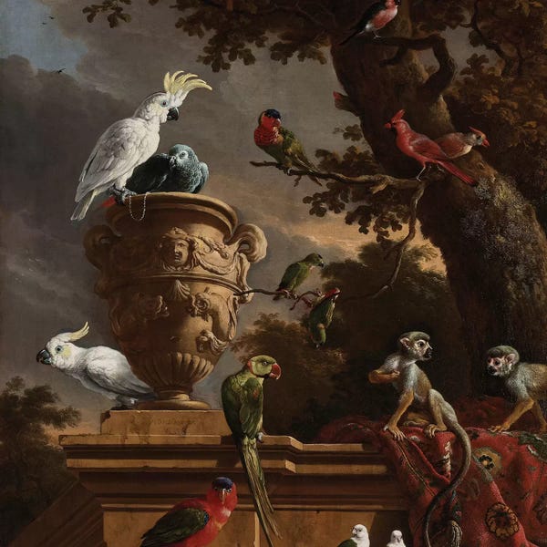 Florent Bodart: Birds and Monkeys by Florent Bodart