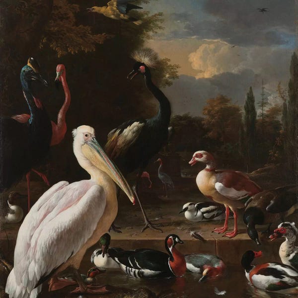 Florent Bodart: Birds in Pool by Florent Bodart