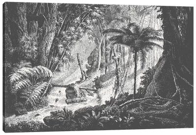 Brazilian Jungle Canvas Art Print - Jungles
