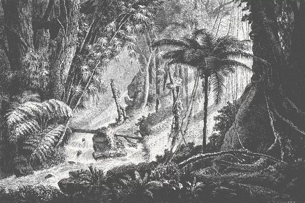Florent Bodart: Brazilian Jungle by Florent Bodart