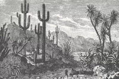 Cactuses In Mountains by Florent Bodart framed canvas print