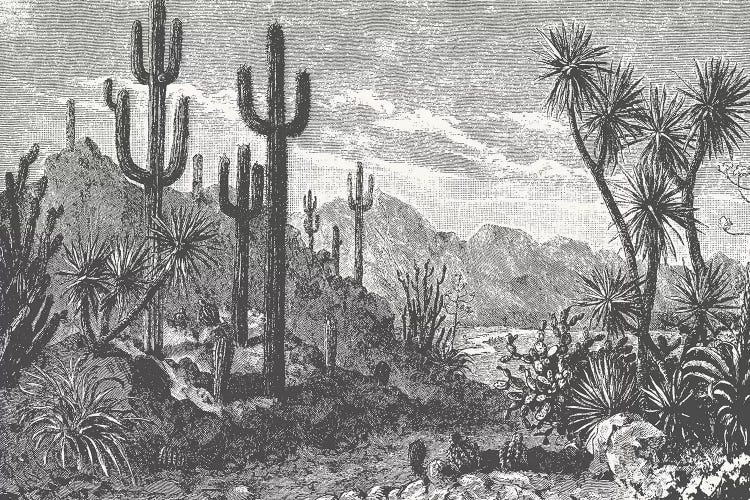 Cactuses In Mountains