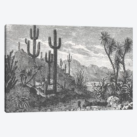 Cactuses In Mountains Canvas Print #FLB122} by Florent Bodart Art Print