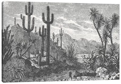 Cactuses In Mountains Canvas Art Print - Florent Bodart