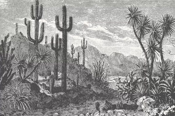 Florent Bodart: Cactuses In Mountains by Florent Bodart