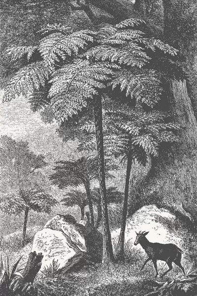 Florent Bodart: Deer and Fern by Florent Bodart