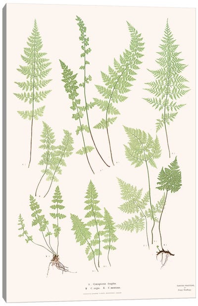 Ferns I Canvas Art Print - Fern Art
