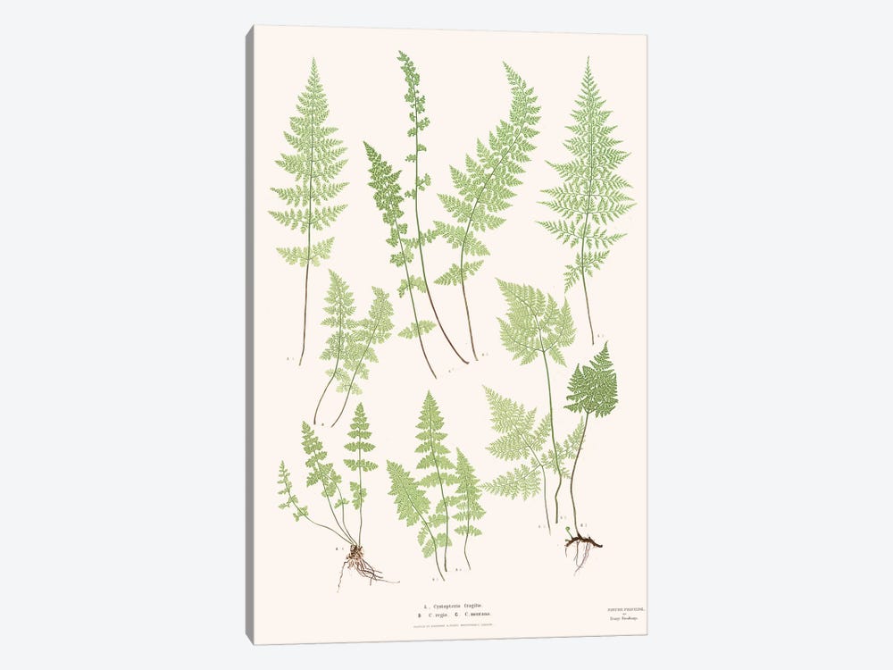 Ferns I by Florent Bodart 1-piece Art Print