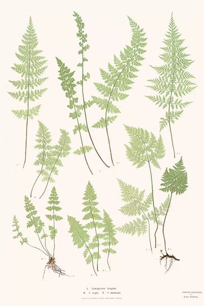 Ferns: Ferns I by Florent Bodart