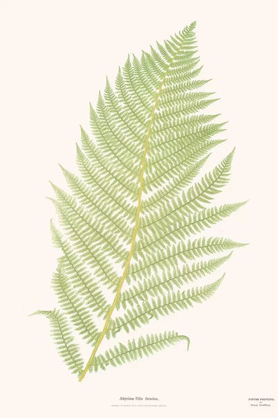 Florent Bodart: Ferns II by Florent Bodart