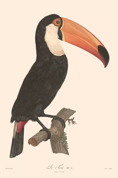 Toucans: Le Toco by Florent Bodart